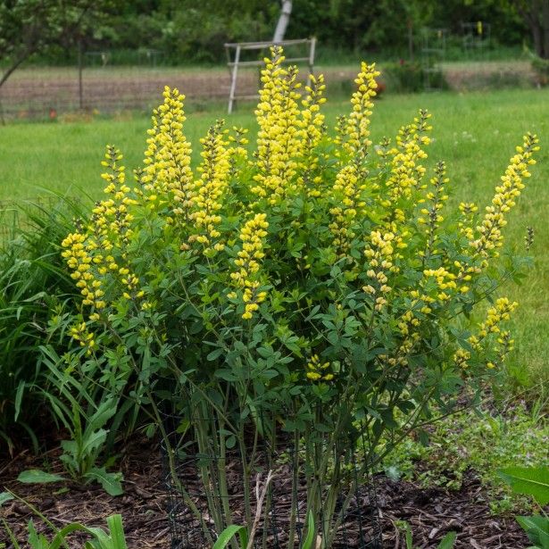 Baptisia lemon meringue